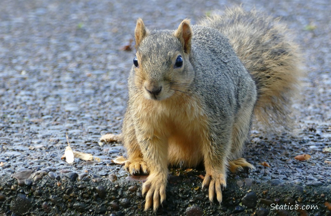 Squirrel sitting on the sidewalk