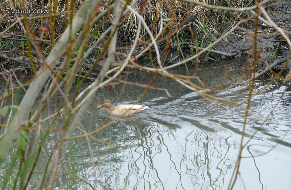 Blond Mallard paddling in water, surrounded by sticks