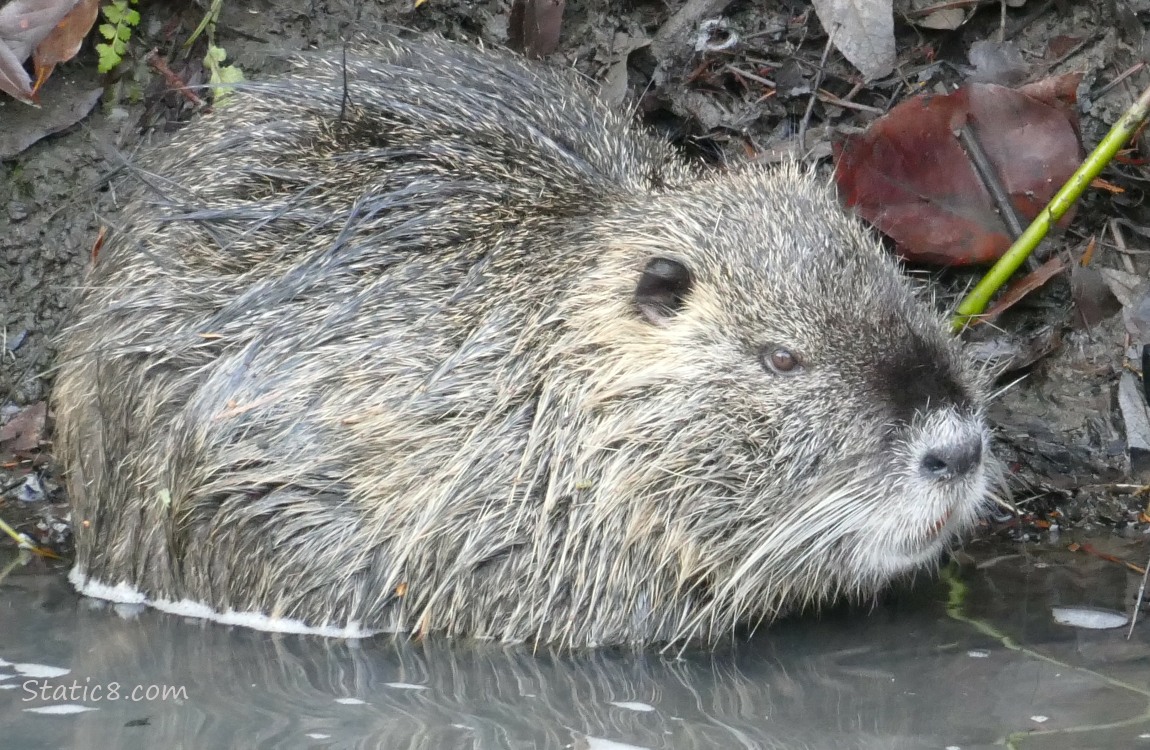 Nutria standing in water at the creek bank