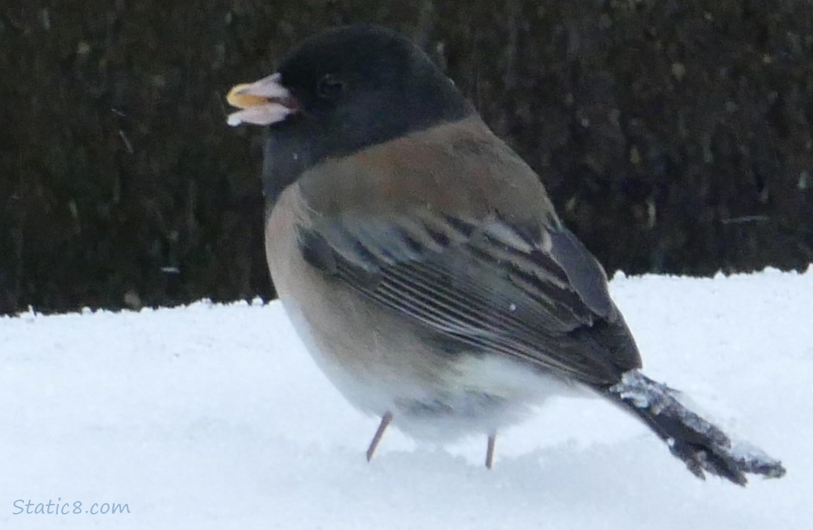 Junco standing on snow with a peanut in her beak