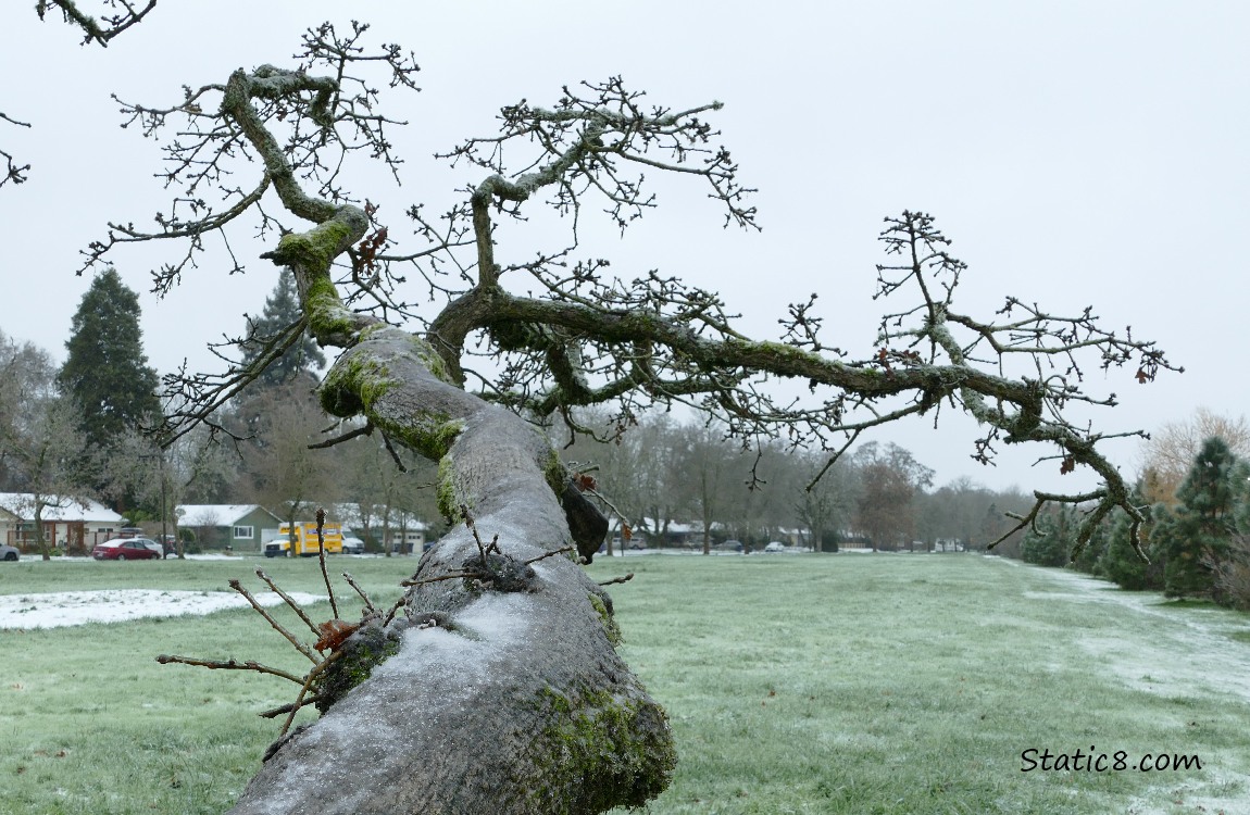winter bare oak tree