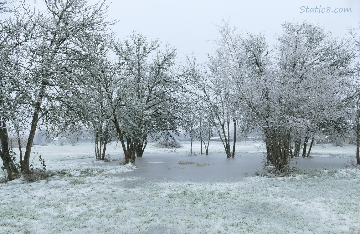 Icy scene of trees over a iced pond