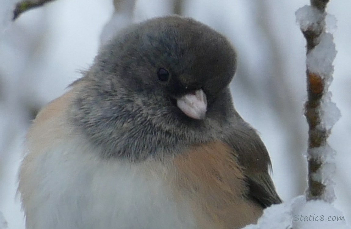 Close up of a Junco looking down
