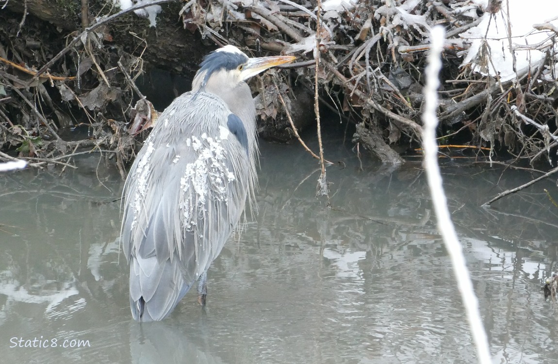 Great Blue Heron with ice on his back, standing in water, facing the bank behind him