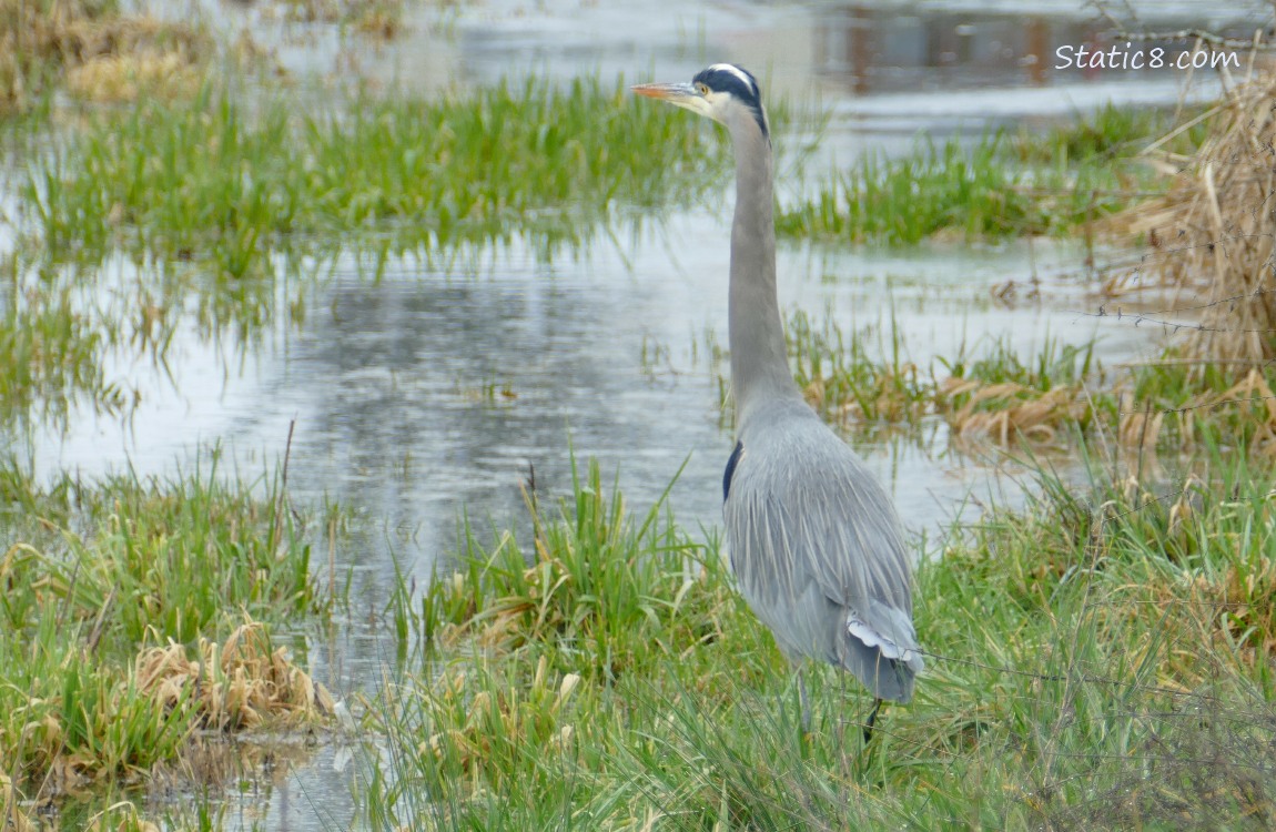Great Blue Heron standing in the grass near the pond