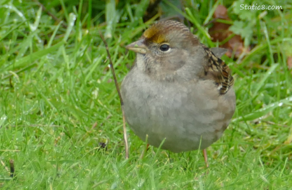 Golden Crown Sparrow standing in the grass