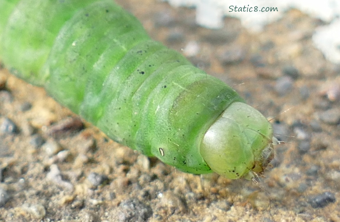 Close up of bright green caterpillar