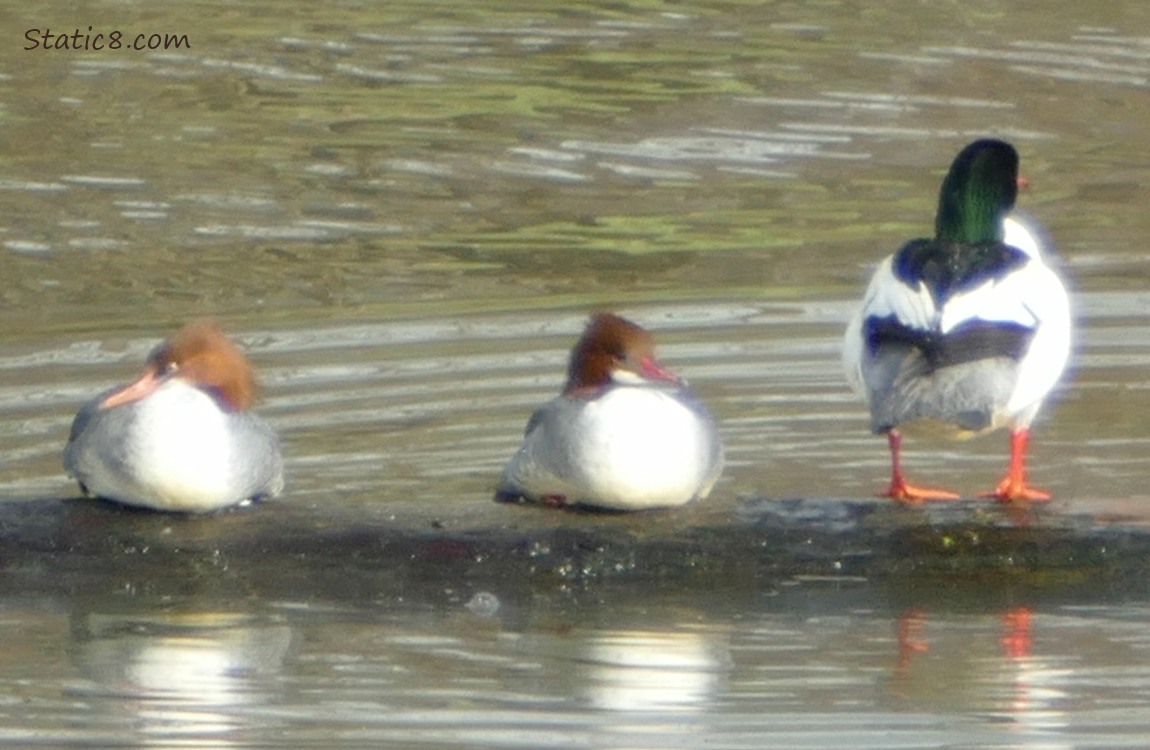 Common Mergansers sitting on a log in the water