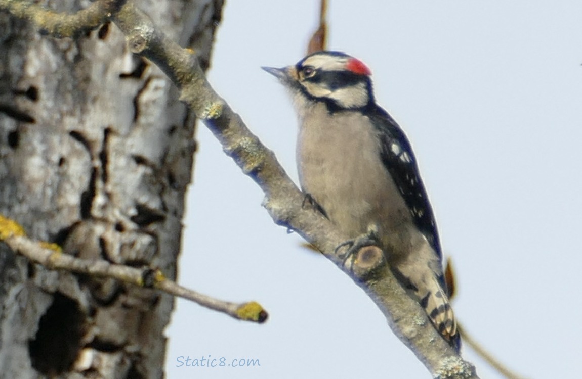 Male Downy Woodpecker, standing on a twig