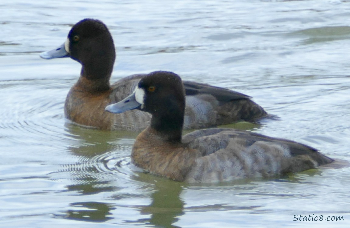 Two female Lesser Scaups paddling on the water