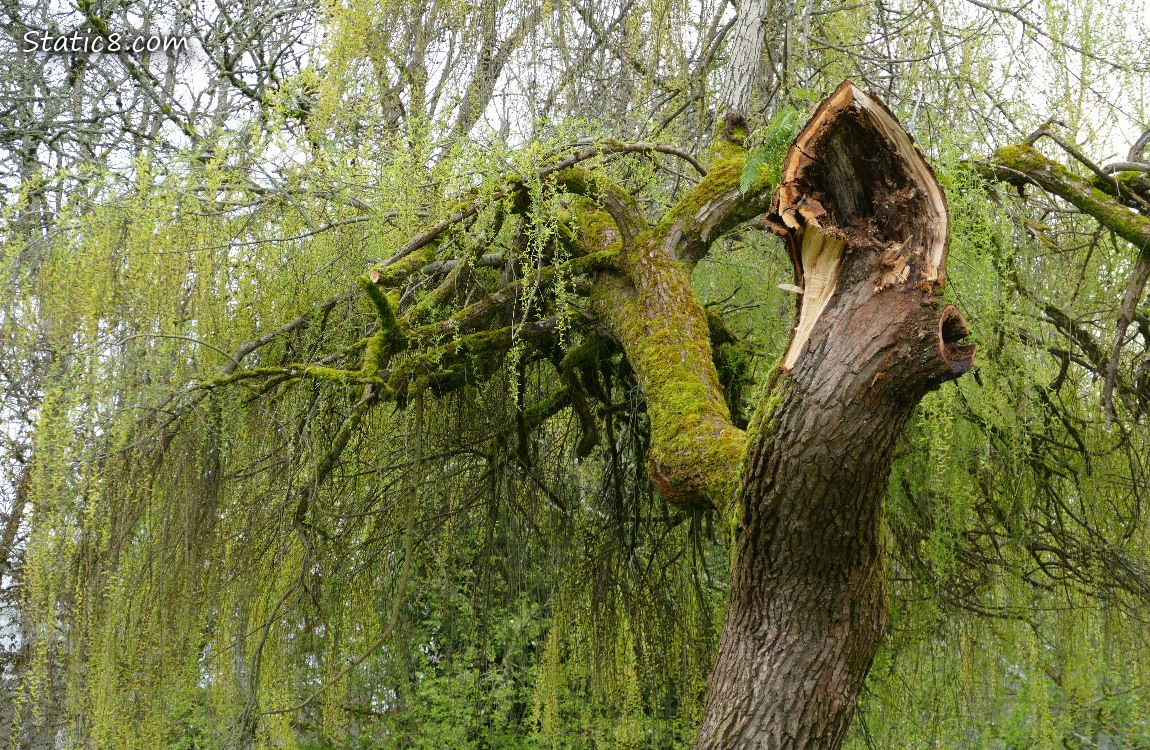 Willow tree with limb stump