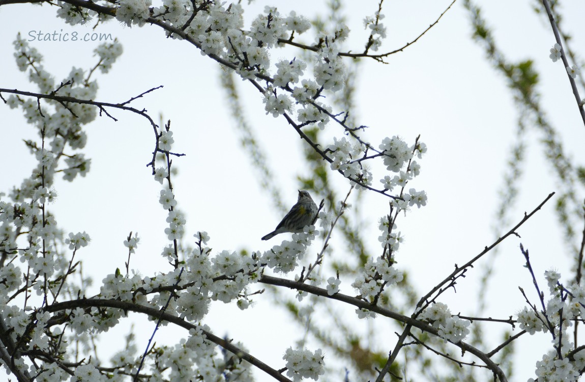 Bird in a blossoming cherry tree