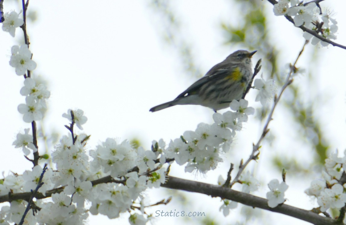 Yellow Rump Warbler standing on the end of a twig full of Cherry Blossoms