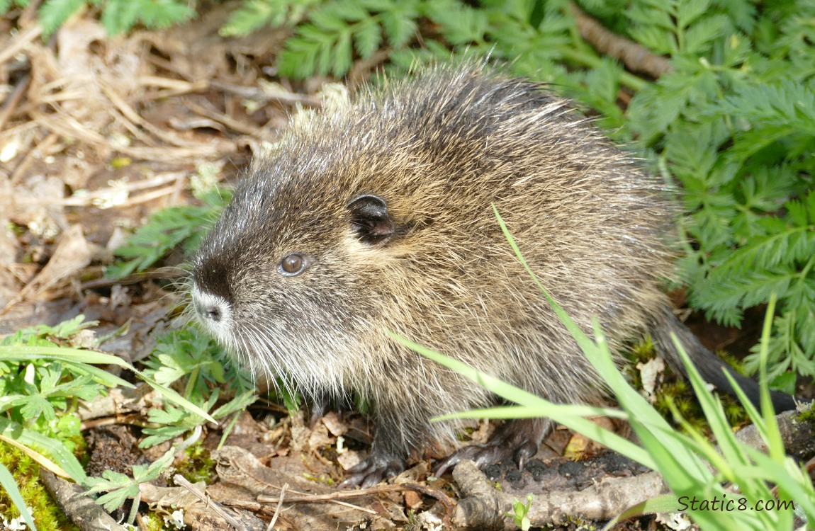 Young Nutria standing on the ground