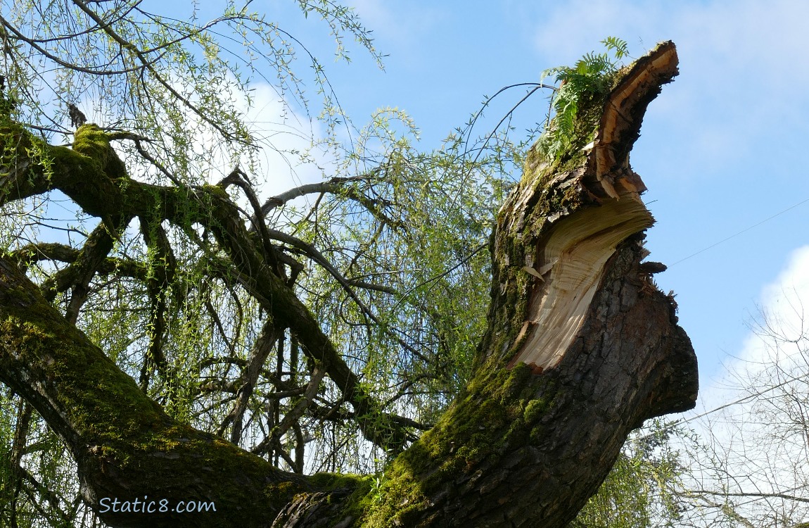 Limb stump on the Willow Tree