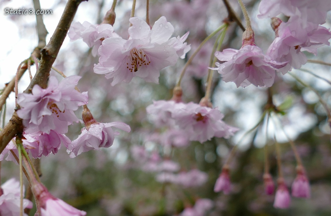 Ornamental Cherry Blossoms