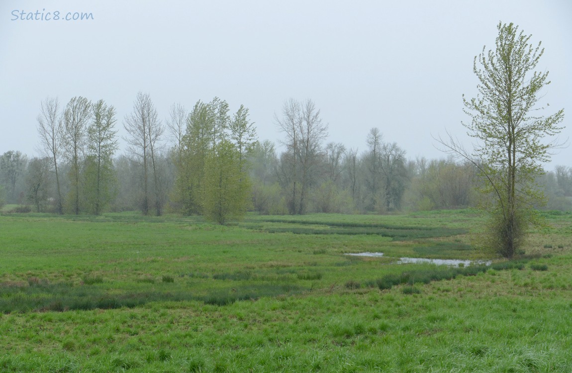 Stream meandering past trees in a grassy landscape with trees in the background, grey with rain