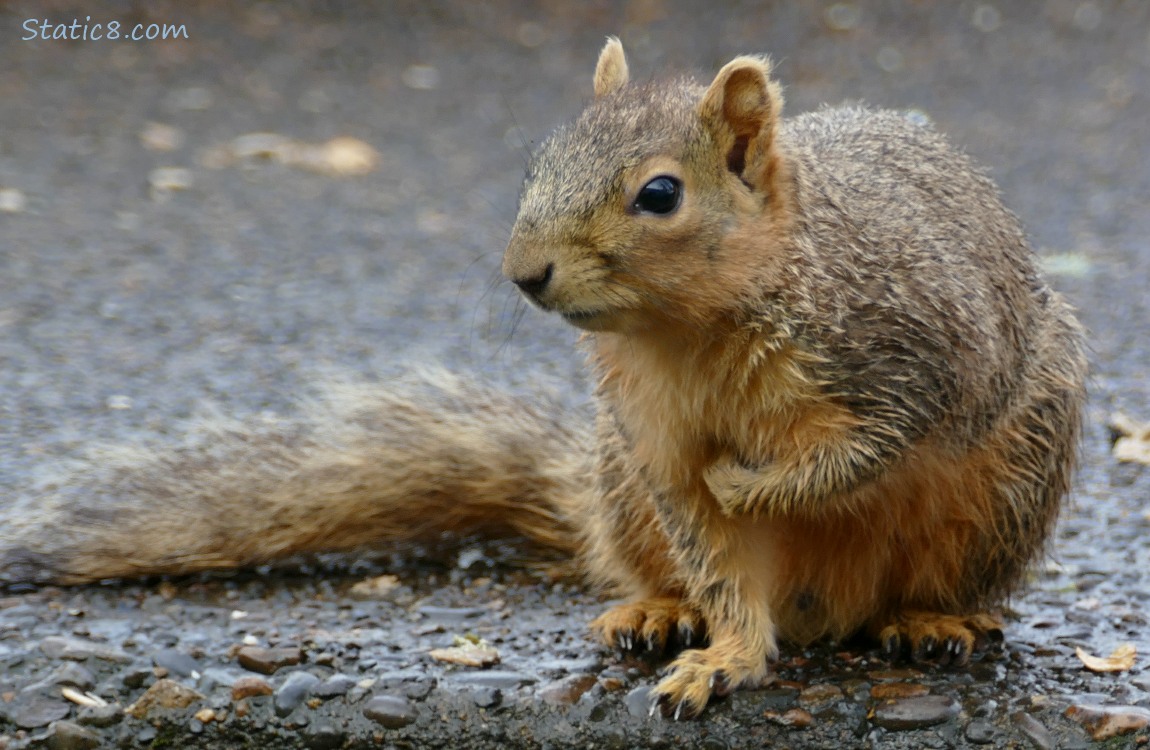 Squirrel sitting on the sidewalk
