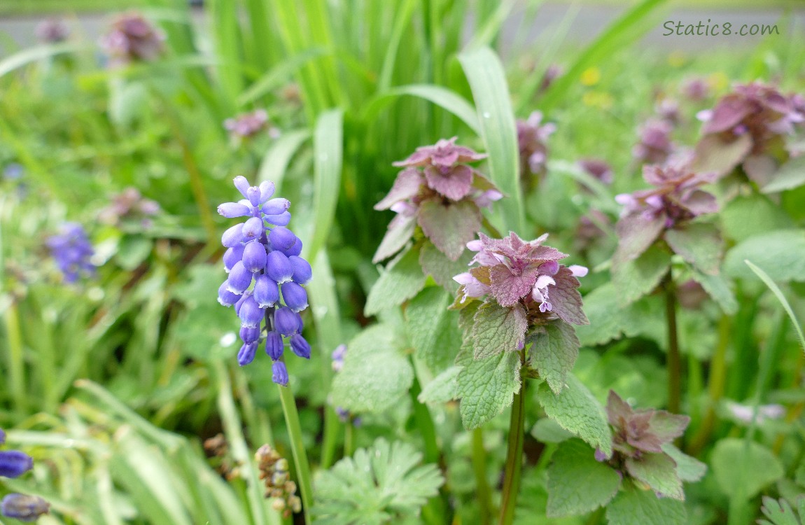 Grape Hyacinth and Red Dead Nettle in the grass