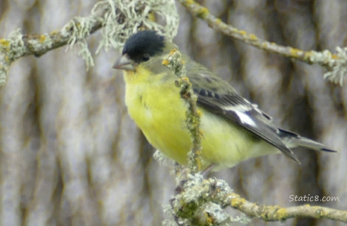 Close up of a Lesser Goldfinch on a mossy twig