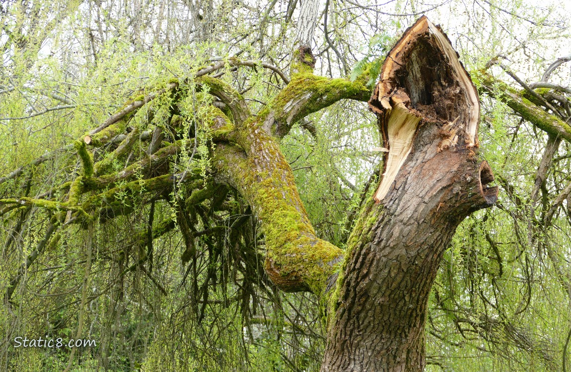 Willow tree with a limb stump