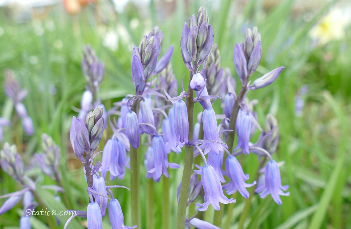 Spanish Bluebells in the grass