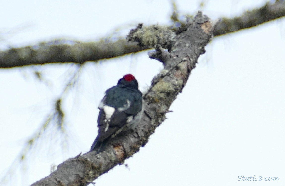 The back of an Acorn Woodpecker