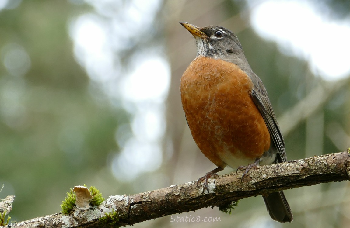 American Robin standing on a stick