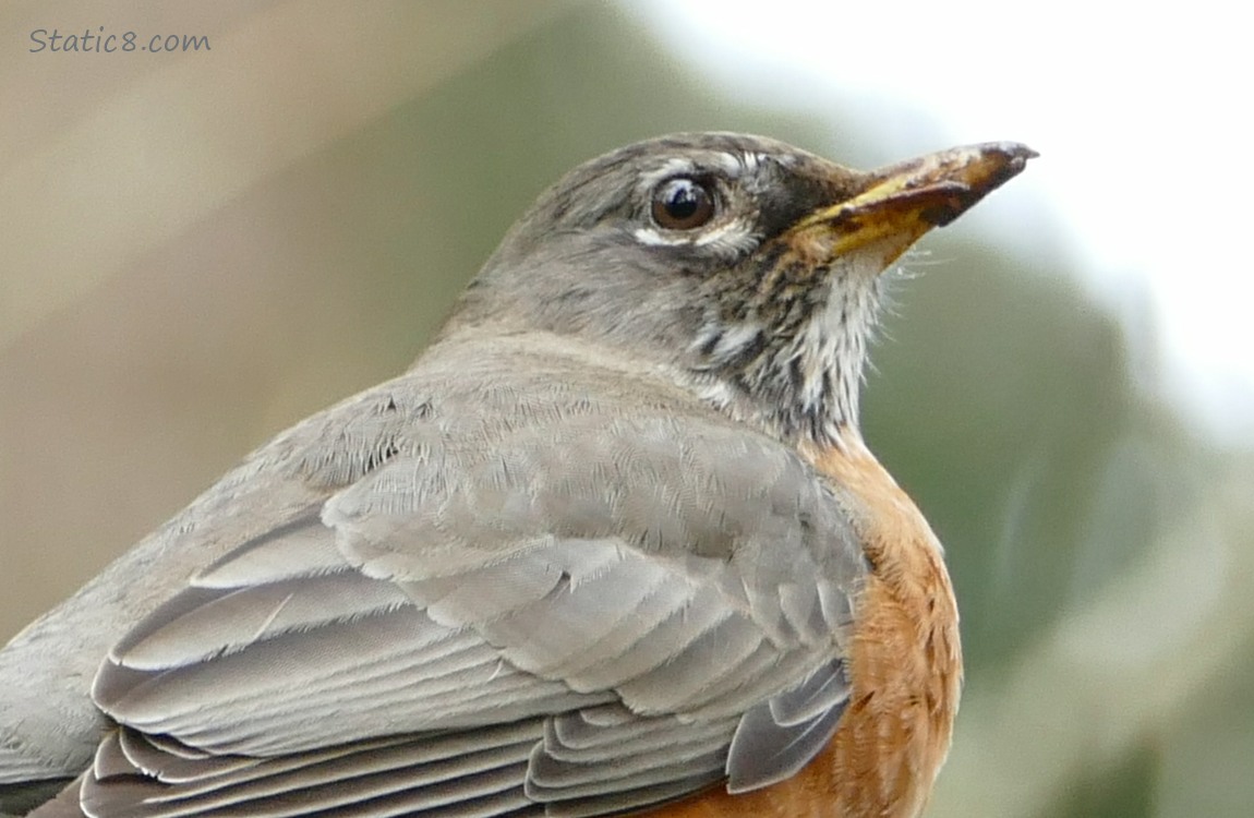 Close up of an American Robin