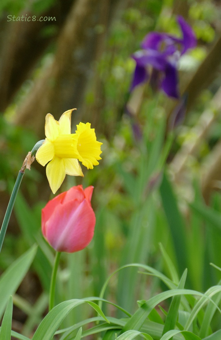 Daffodil with a pink tulip and purple iris in the background