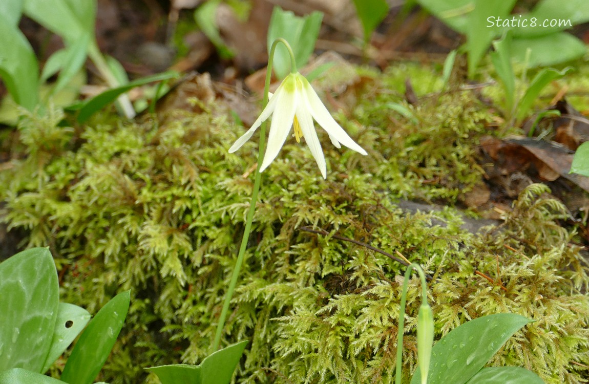 Fawn Lily blooming with moss in the background