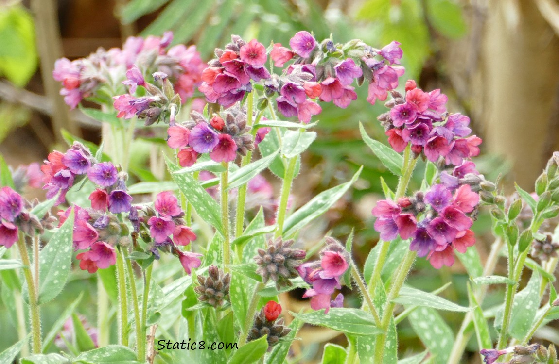 Red violet Lungwort blooms