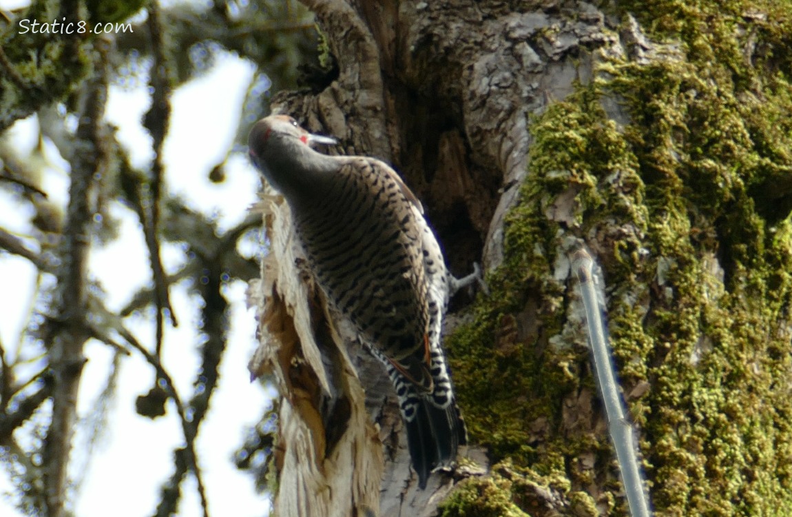 Northern Flicker standing on the side of a tree trunk, over a hole