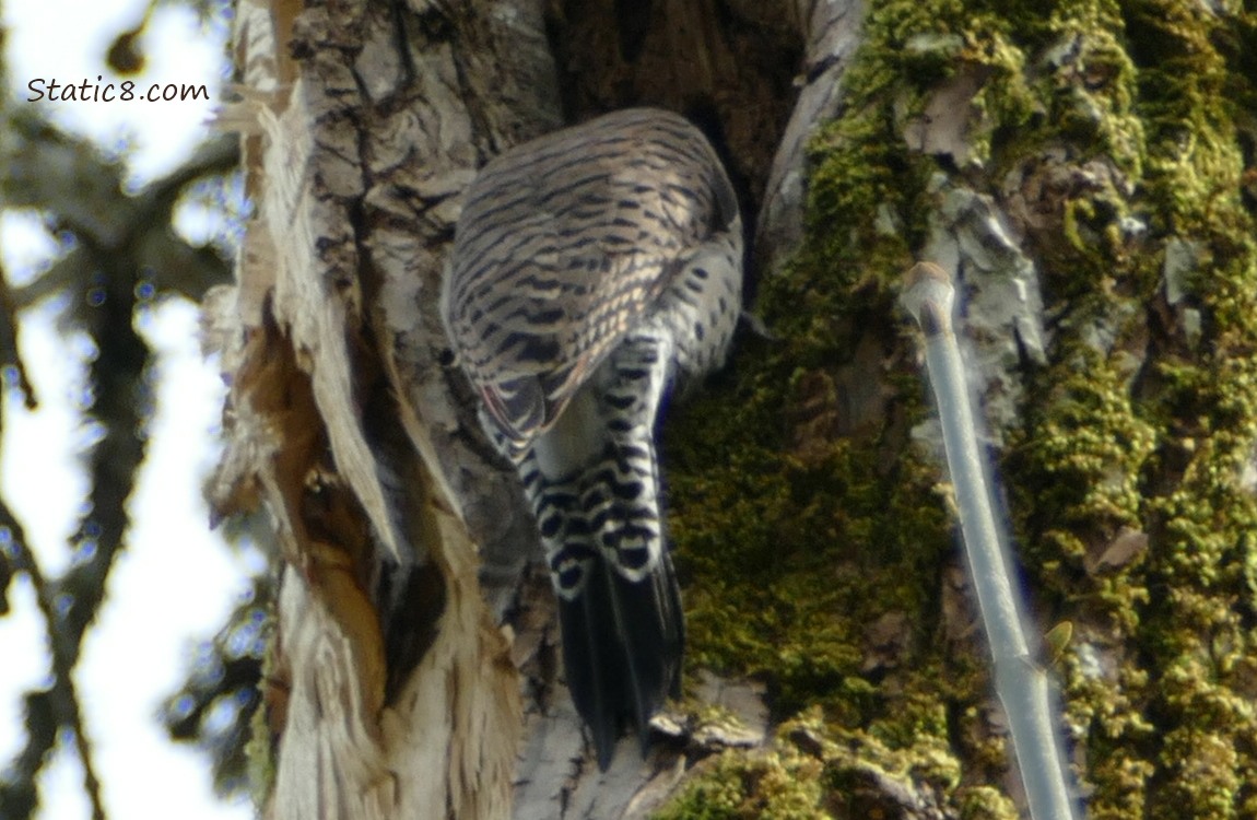 Northern Flicker looking into a hole in a tree trunk