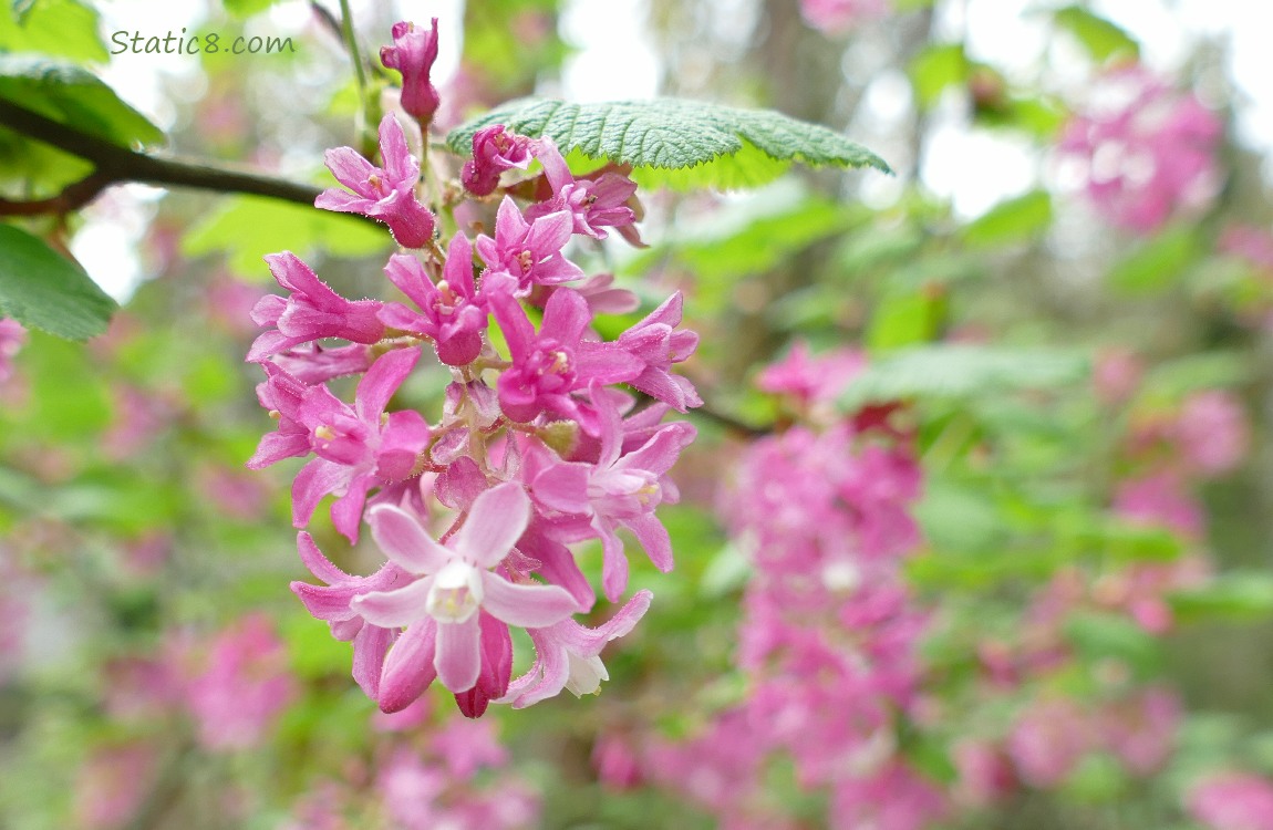 Red Flowering Currant blooms