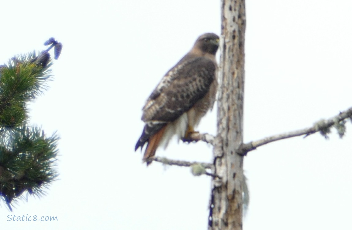 Red Tail Hawk standing in a snag