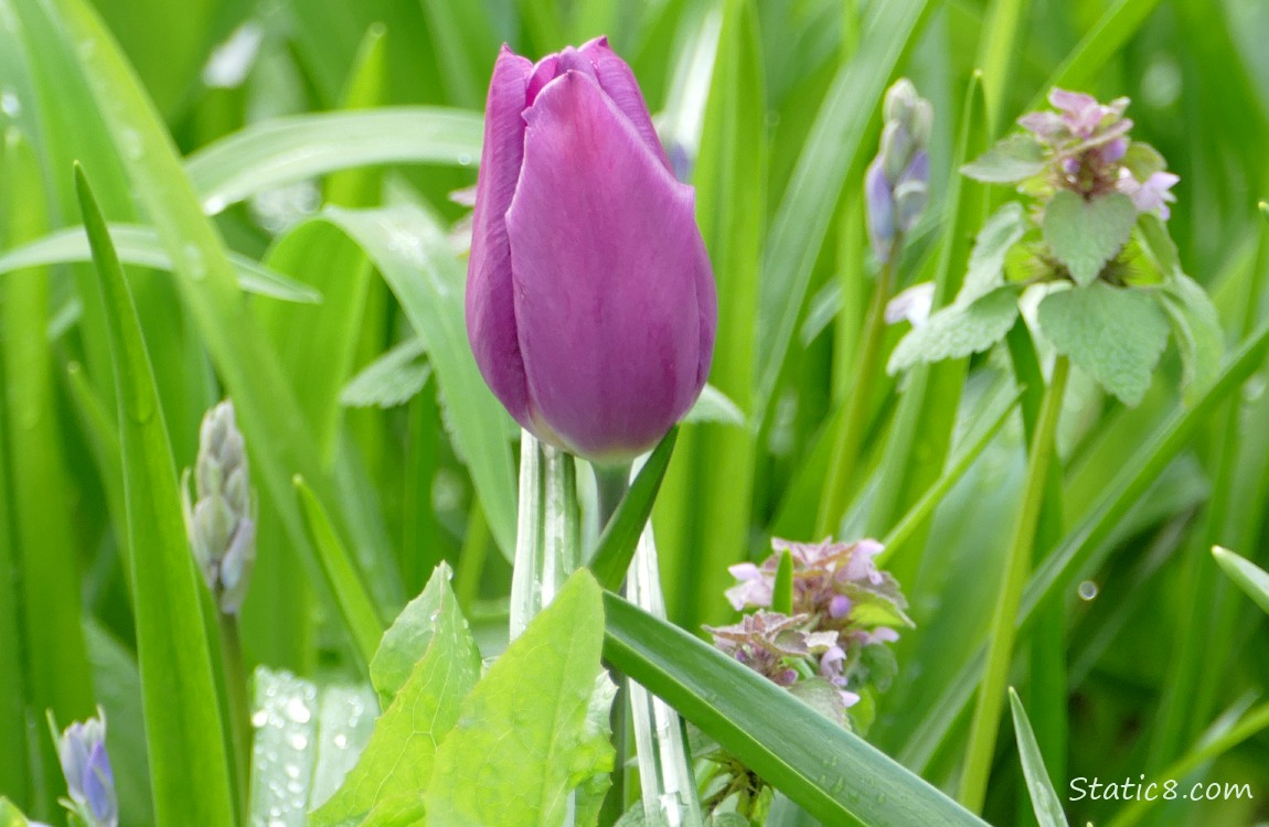 Purple Tulip surrounded by green leaves