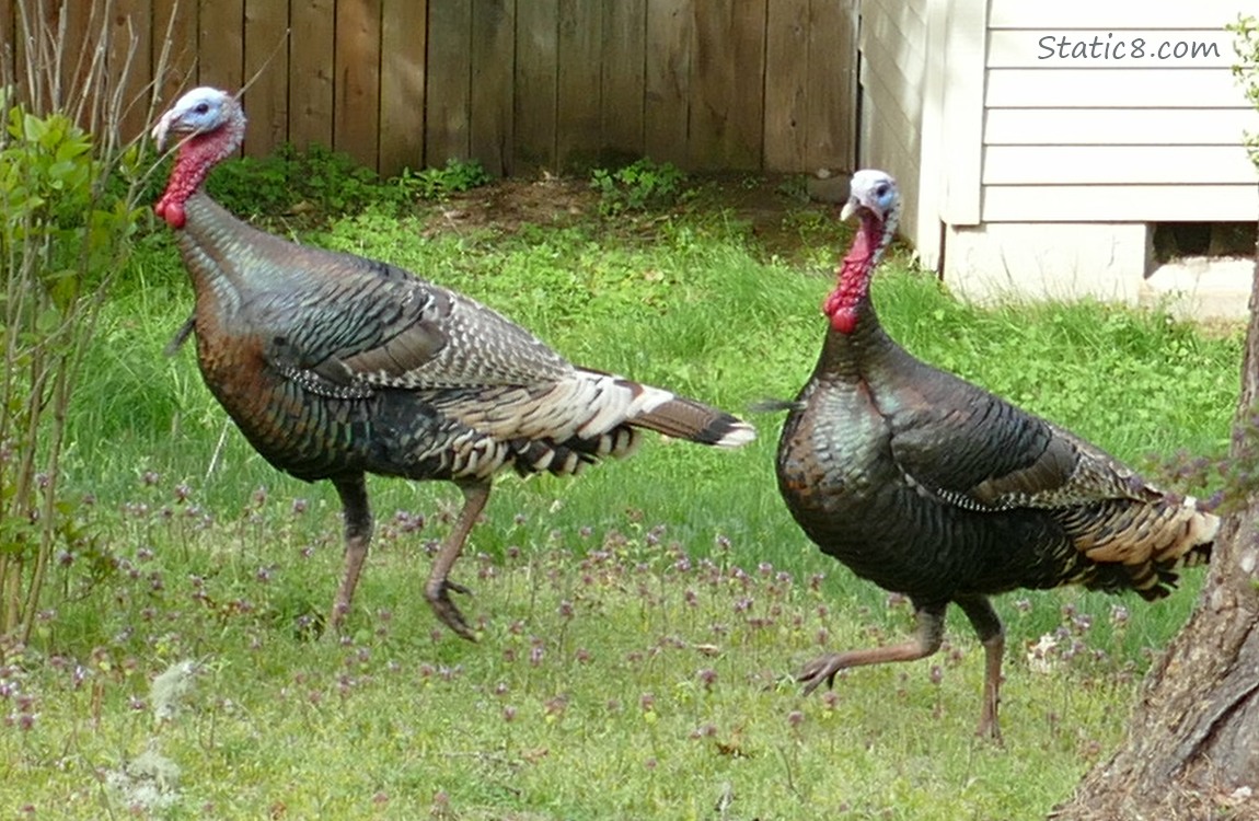Two male Wild Turkeys walking thru a yard