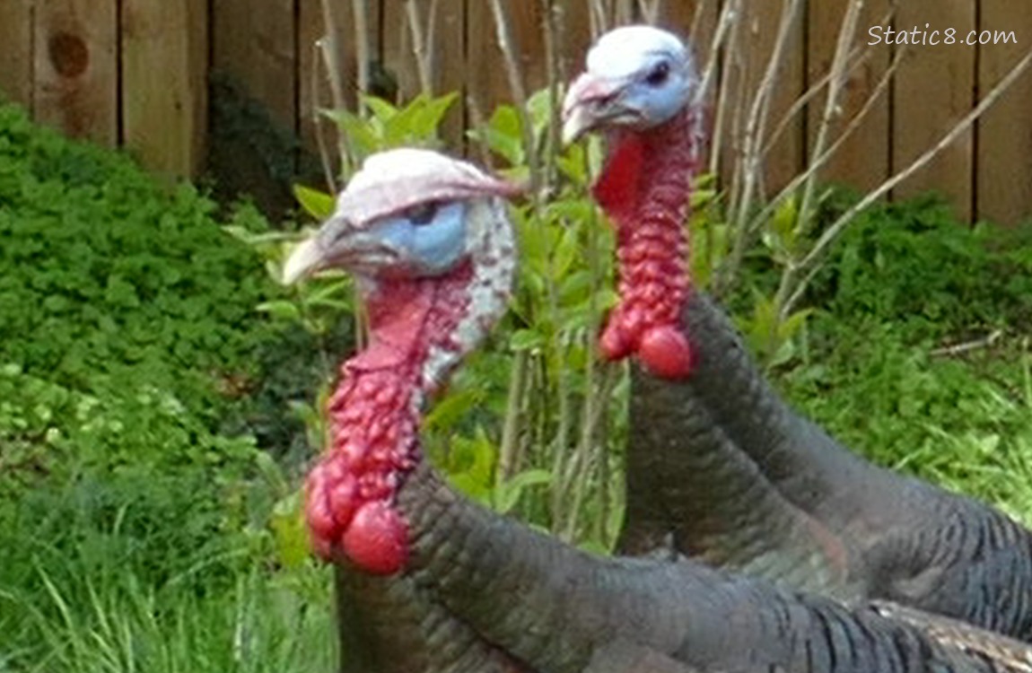 Close up of two turkeys, the snood of one is flying around