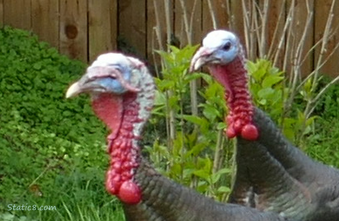Close up of two turkeys, the snood of one is over his eye