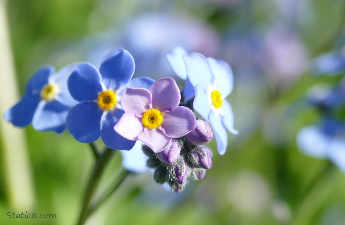 Close up of Forget Me Not blooms