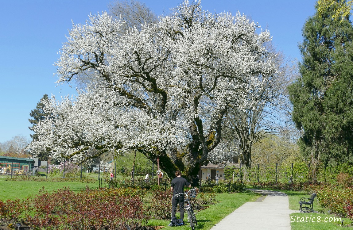 Man with a bike, in front of a large, blooming cherry tree