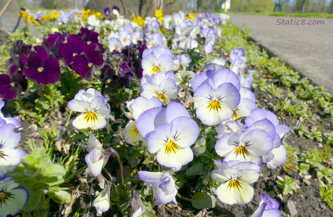 different coloured pansies
