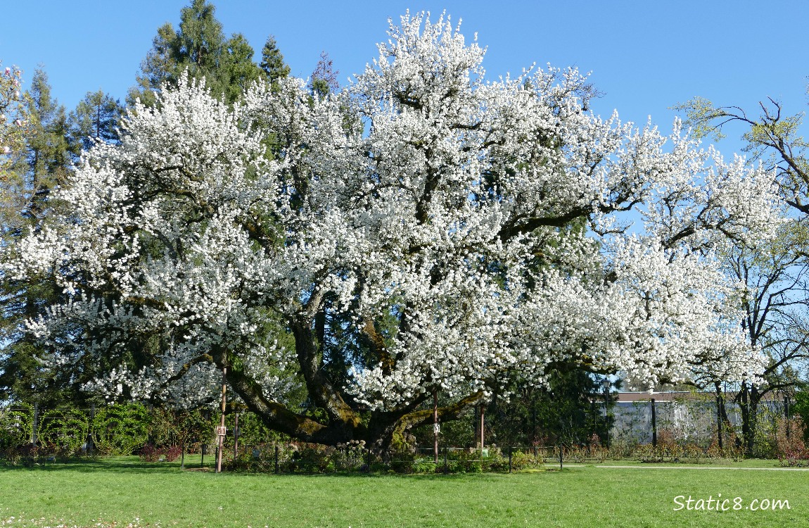 Cherry Tree in bloom with blue sky