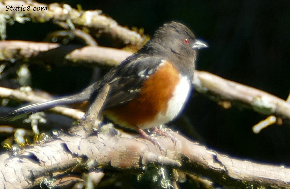 Towhee standing on a branch