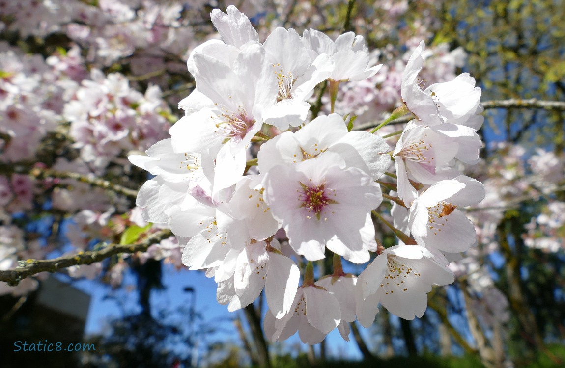 Ornamental Tree Blossoms