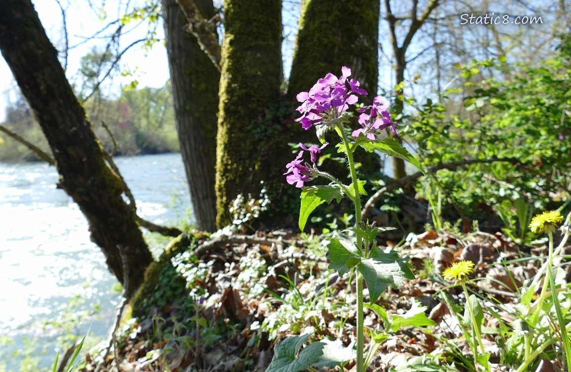 purple Wallflower blooming with trees and the river in the background