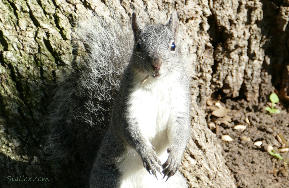 Squirrel standing in front of a tree trunk