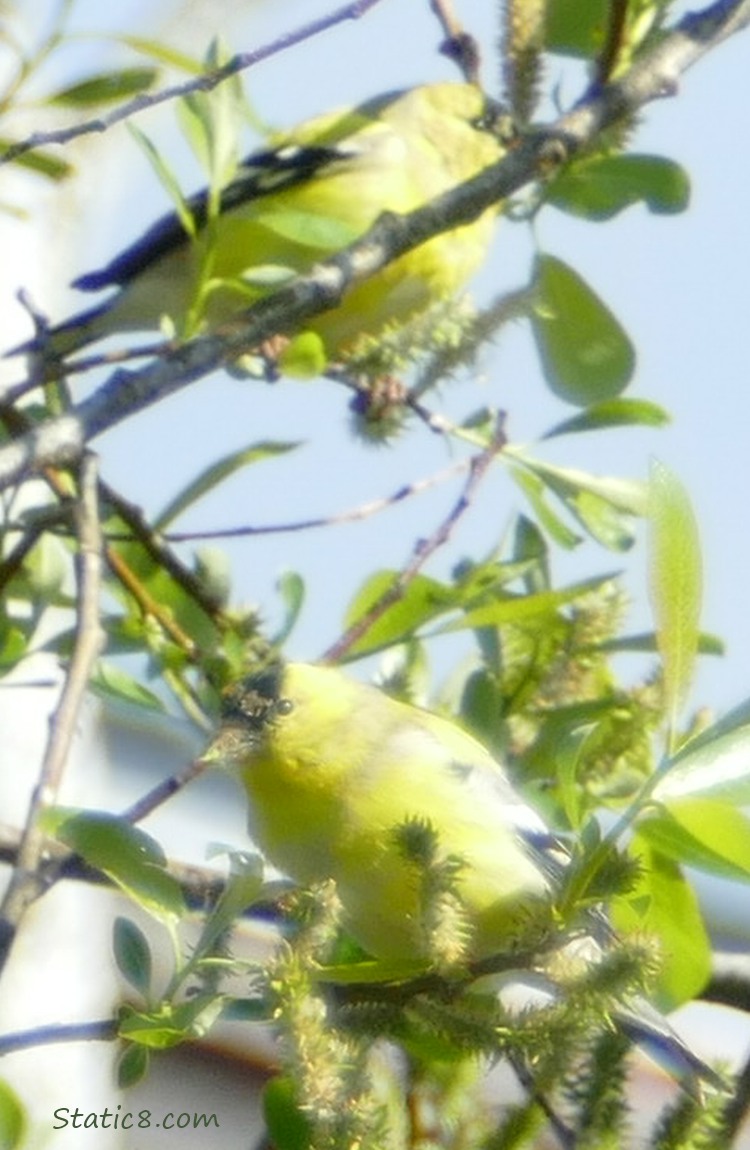 American Goldfinches in a willow tree