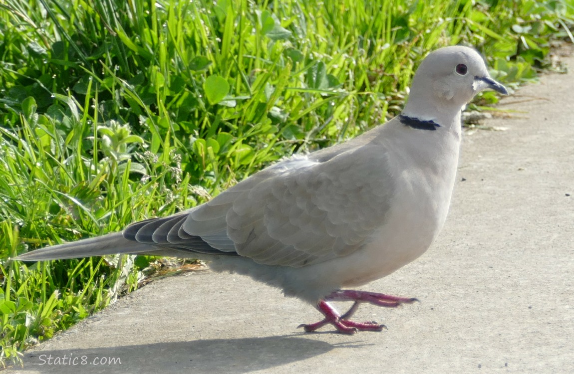 Dove standing at the edge of the bike path with grass behind her